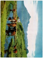 Ref 1232 - Super Large Postcard - Cattle & Cuillin Hills From Elgol - Isle Of Skye Scotland - Inverness-shire