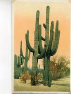 ARBRE(CACTUS) ETATS UNIS - Cactusses