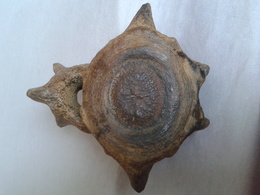 Vertebrae Horse - Fossilien