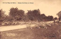 Non Classé  Divers     18     Moutons Berrichons Aux Champs    (voir Scan) - Sonstige & Ohne Zuordnung