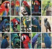 B02184 China Phone Cards Parrot Puzzle 60pcs - Pappagalli