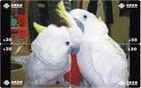 B02131 China Parrot Puzzle 4pcs - Pappagalli