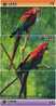 B02149 China Parrot Puzzle 3pcs - Parrots