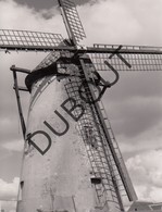 Schelderode Molen/Moulin Originele Foto B11 - Merelbeke