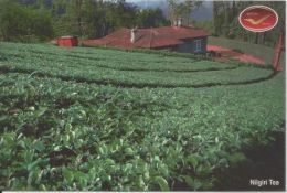 India Picture Post Card, Incredible India,Nilgiri Tea, Flavoured Tea , By India Post - Geneeskrachtige Planten