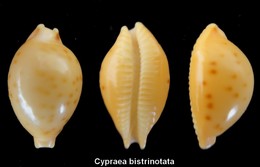 Cypraea Bistrinotata - Conchiglie