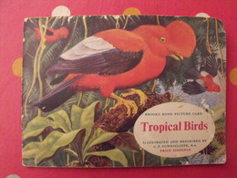 Album D'images Tea Brooke Bond Pictures Cards. Tropical Birds, Oiseaux Tropicaux. 1969. 50 Chromo - Albums & Katalogus