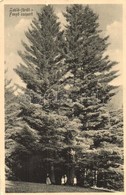 T2 1918 Lubló-fürdő, Kúpele Lubovna; Fenyő Csoport / Pinetrees - Ohne Zuordnung