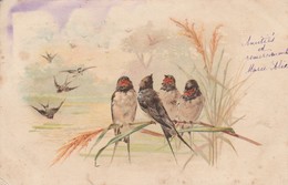 Oiseaux : Hirondelles : Sur Le Départ ( Précurseur ) - Vögel