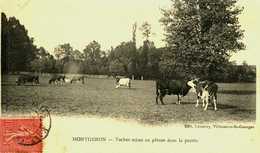 91.....Essonne....Montgeron...vaches Mises En Pature Dans.la Prairie - Montgeron