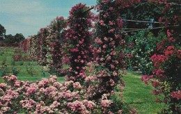 Rhode Island Providence Rose Garden In Roger Williams Park - Providence