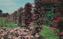 Rhode Island Providence Rose Garden In Roger Williams Park - Providence
