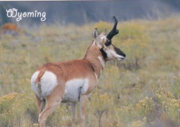 Wyoming Pronghorn Antelope - Yellowstone