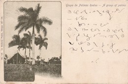 GRUPO DE PALMAS REALES / CARTE CODEE / CIRC 1904 - Cuba