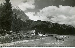 005670  Ehrwalder Alm - Ehrwald