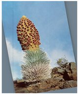 (450) USA - Hawaii Silversword In Bloom - Cactus