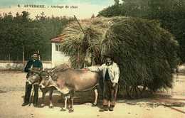 63...PUY DE DOME...AUVERGNE........un Attelage De Char - Auvergne Types D'Auvergne