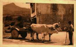 64...PYRENEES ATLANTIQUES......ATTELAGE - Other & Unclassified