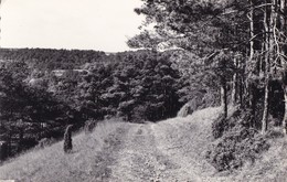 BOISSY LA RIVIERE - Un Chemin - Boissy-la-Rivière