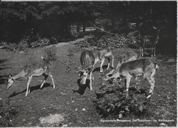 Kuranstalt Mammern An Untersee: Im Hirschpark - Mammern