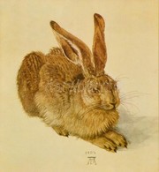 Reprint, Albrecht Dürer: Mezei Nyúl, Ofszet, üvegezett Keretben, 27×24 Cm - Non Classificati