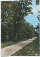 Beauvoir Sur Niort-Les Sept Chênes Dans La Forêt De Chizé (CPSM) - Beauvoir Sur Niort