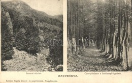 * T3 1907 Nagybánya, Baia Mare; Izvorai Részlet, Gyertánfasor A Széchenyi Ligetben. Kiadja Kovács Gyula / Forest, Alley, - Unclassified