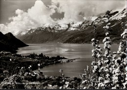 ! Postcard, Ansichtskarte, 1961, Ullensvang, Hardanger, Norwegen, Norge, Norway, Norvege - Norvegia