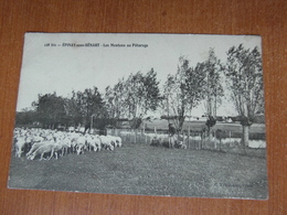 EPINAY Sous SENART Les Moutons Au Paturage Troupeau  91 Essonne - Epinay Sous Senart