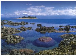 (675) Australia - Coral Cay 2 (with Stamp At Back Of Card) - Great Barrier Reef