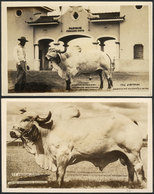 BRAZIL: UBERABA (Minas): 2 Postcards With Views Of Bulls At The Agricultural Fair Of 1941, Excellent Quality! - Rio De Janeiro