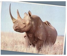 (ORL 051) Rhinoceros (with Kenya Stamps) - Rhinoceros