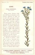 08769 "COMO - LABORATORIO CHIMICO DECA - LINO - LINUM USITATISSIMUM - PIANTA MEDICINALE"  CART NON SPED - Medicinal Plants