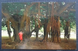 Banyan Tree In Hawaii - Oahu