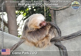 604 Como Park ZOO, US - Hoffmann's Two-toed Sloth (Choloepus Hoffmanni) - St Paul