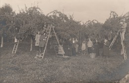 MOZAC - Cueillette Des Pommes Dans Un Verger En 1919 ( Carte-photo ) - Otros & Sin Clasificación