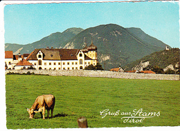 STAMS (Autriche Tyrol), Abbaye, Vache, Ed. Schöllhorn & Co 1980 Environ - Stams