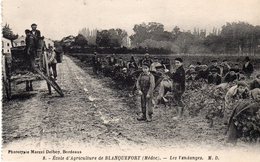 33 BLANQUEFORT ECOLE D' AGRICULTURE BELLE ANIMATION LES VENDANGES - Blanquefort