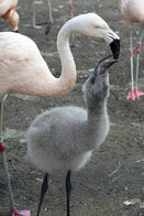 T89-60 ]  Flamingo Birds ,  Prestamped Card - Flamants