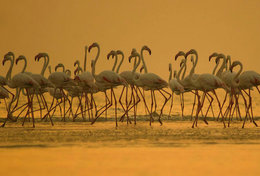 T89-61 ]  Flamingo Birds ,  Prestamped Card - Flamants