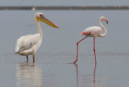 T89-65 ]  Flamingo Birds ,  Prestamped Card - Flamingo