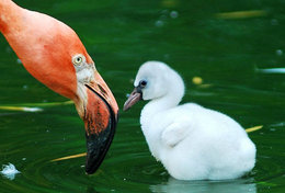 T89-67 ]  Flamingo Birds ,  Prestamped Card - Flamants