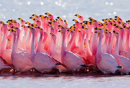 T89-68 ]  Flamingo Birds ,  Prestamped Card - Flamants