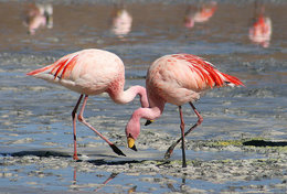 T89-74 ]  Flamingo Birds ,  Prestamped Card - Flamingo