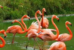 T89-75 ]  Flamingo Birds ,  Prestamped Card - Flamants