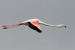 T89-77 ]  Flamingo Birds ,  Prestamped Card - Flamingo