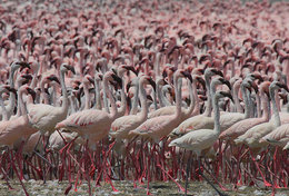 T89-78 ]  Flamingo Birds ,  Prestamped Card - Flamingo