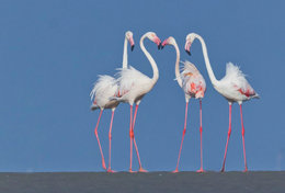 T89-80 ]  Flamingo Birds ,  Prestamped Card - Flamingo