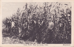 CPA - Corn Field - Near La Junta - Colo - Culture Maïs - Cultures