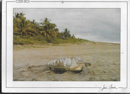 COSTARICA - SPIAGGIA E TARTARUGA -  VIAGGIATA DA NEW YORK 1998 - Costa Rica